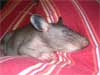 Riesenhamsterratten