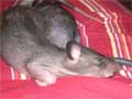 Riesenhamsterratten