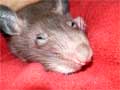 Riesenhamsterratten