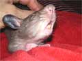 Riesenhamsterratten