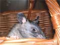 Riesenhamsterratten