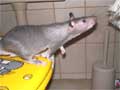 Riesenhamsterratten