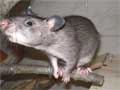 Riesenhamsterratten