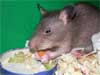 Riesenhamsterratten